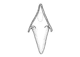   Osmia opima , diagram of male hidden sternumnbsp;S8, diagram modified from Romankova 1985 
